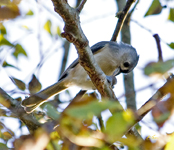 Tufted Titmouse